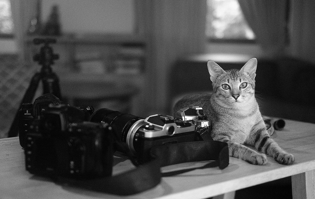 The Ordro M5, my brainstem & our cat models! Review part 2