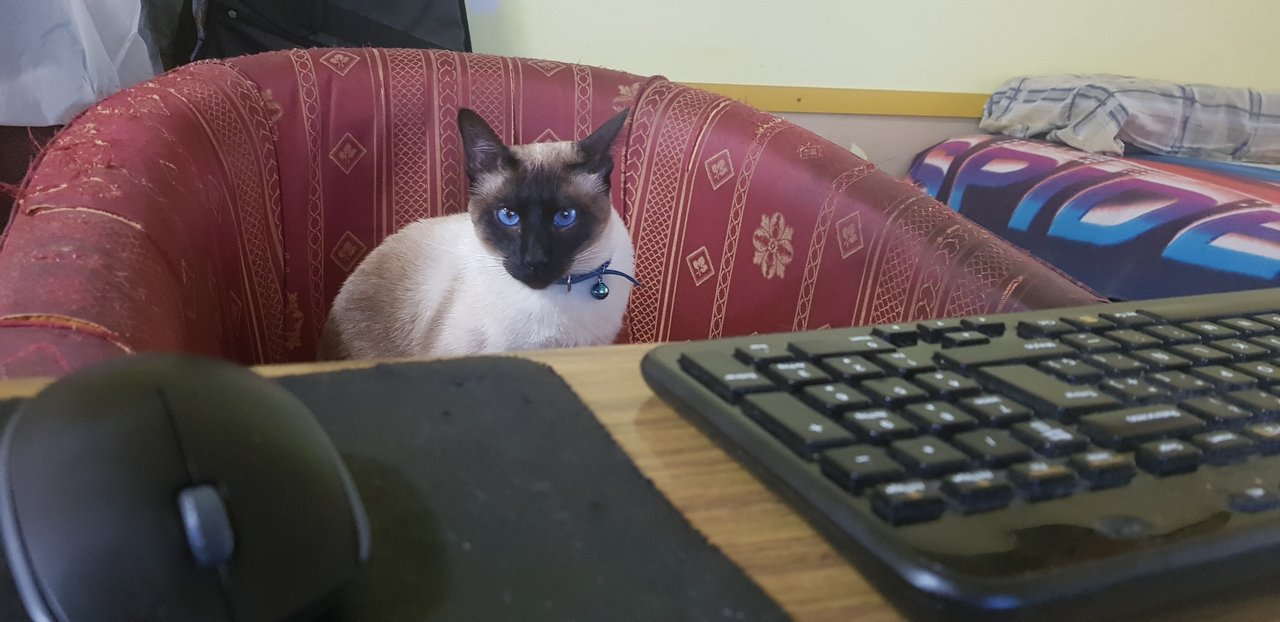 The office cat