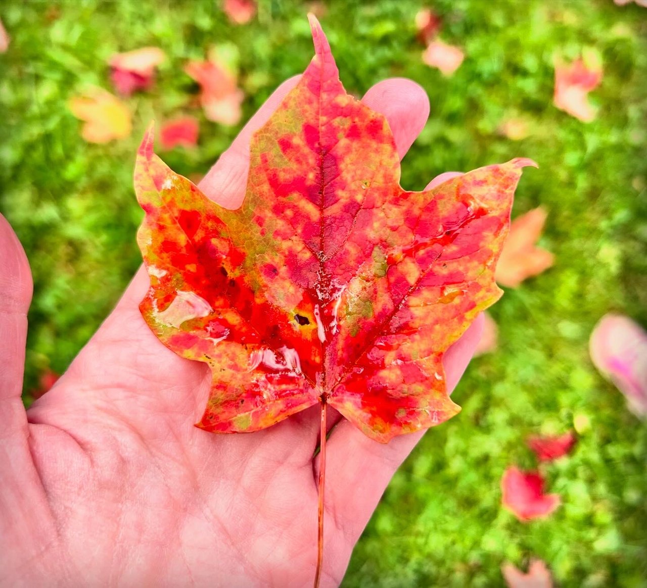 https://images.ecency.com/DQmQz4oHAQAjAg14apicd3rwv9R1gED8LHJKS1iRshPwd8v/d39da943_08bc_46d9_a370_f2c675eccaf2.jpg