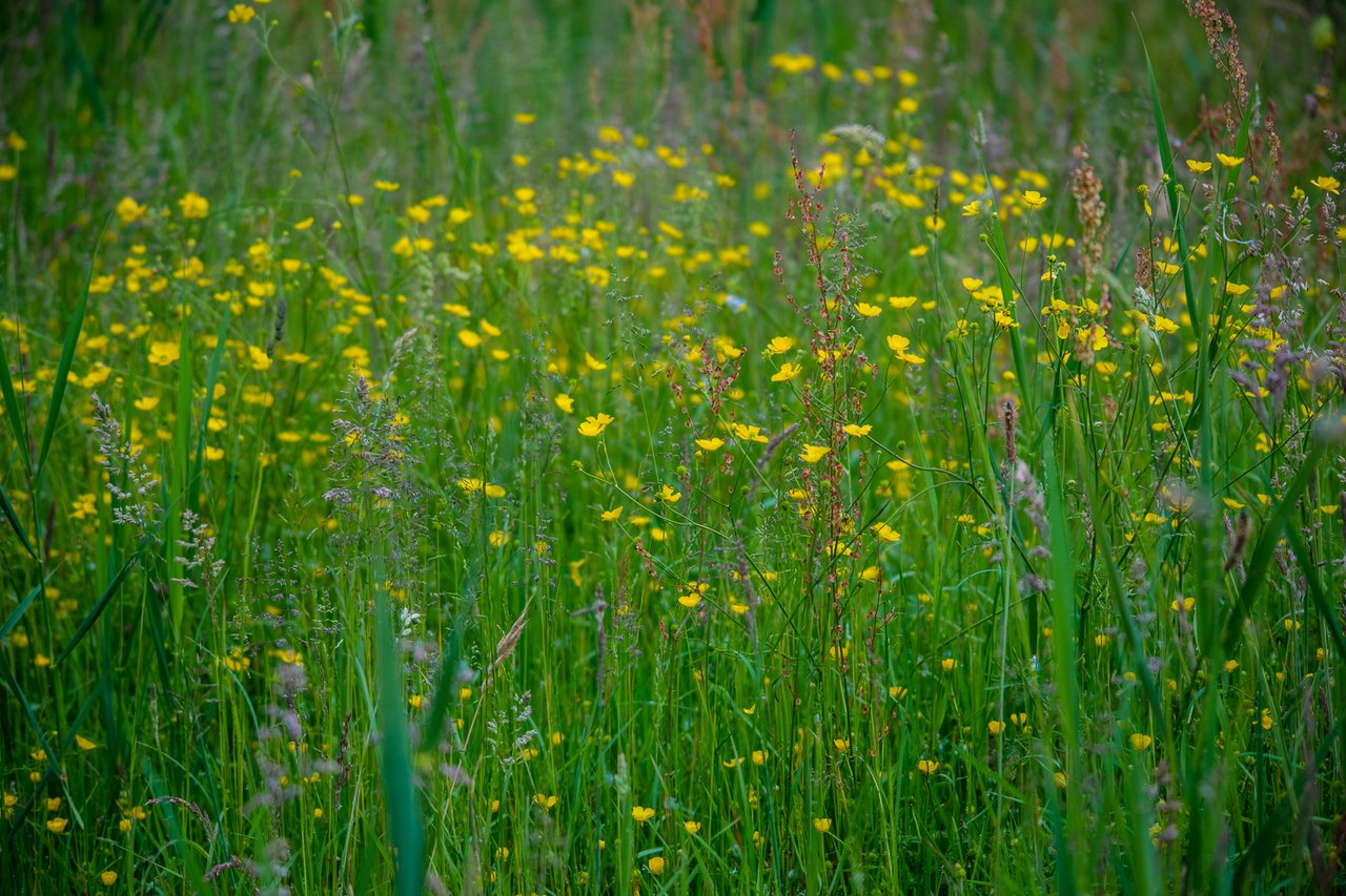 https://images.ecency.com/DQmRLfgoNimN8nu4a1u5GicUoHP1nYgxSuxeBEp8gnT51z6/30mei2025_05974.jpg
