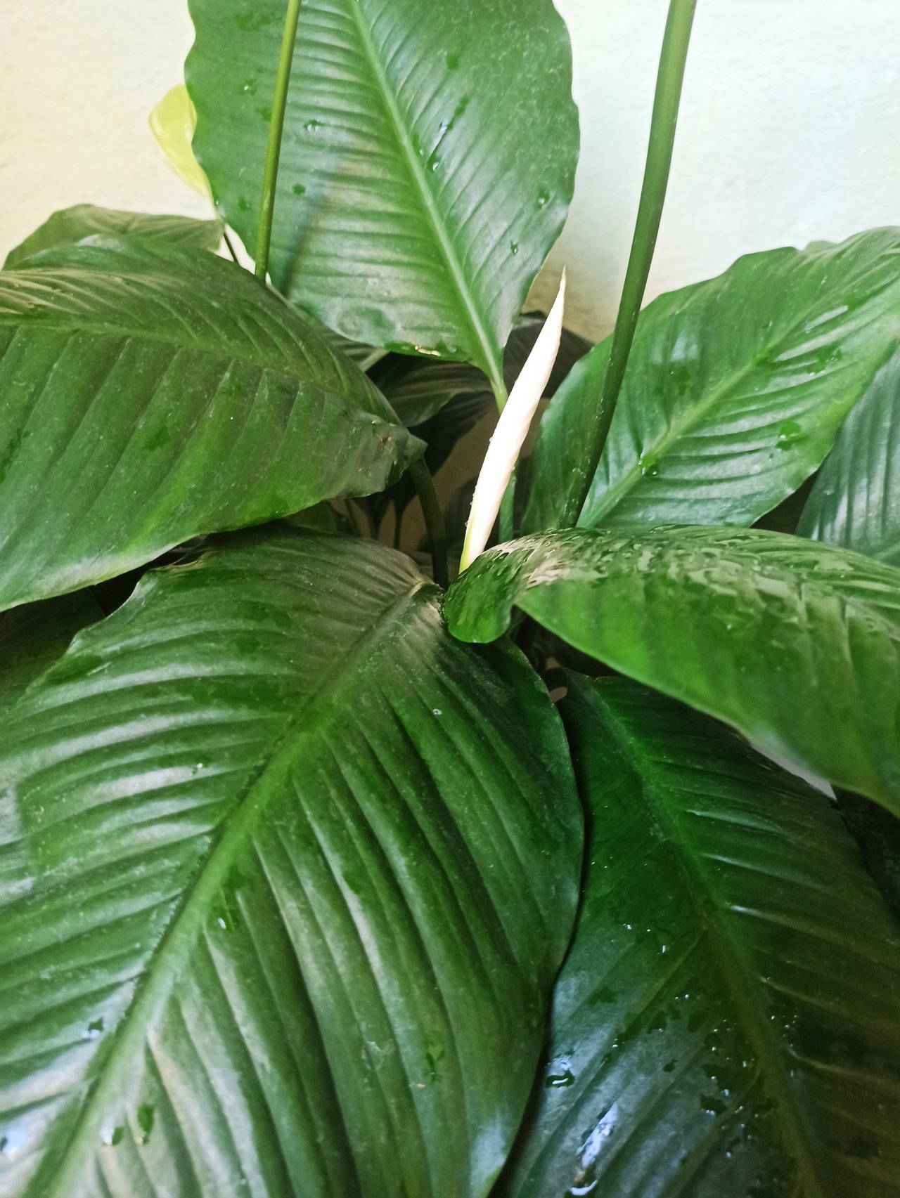 https://images.ecency.com/DQmRN5Q93J6bdpvT9MUCfVDmYjGJojDHx6V27KNdMtLiZFw/img_20250704_085150.jpg