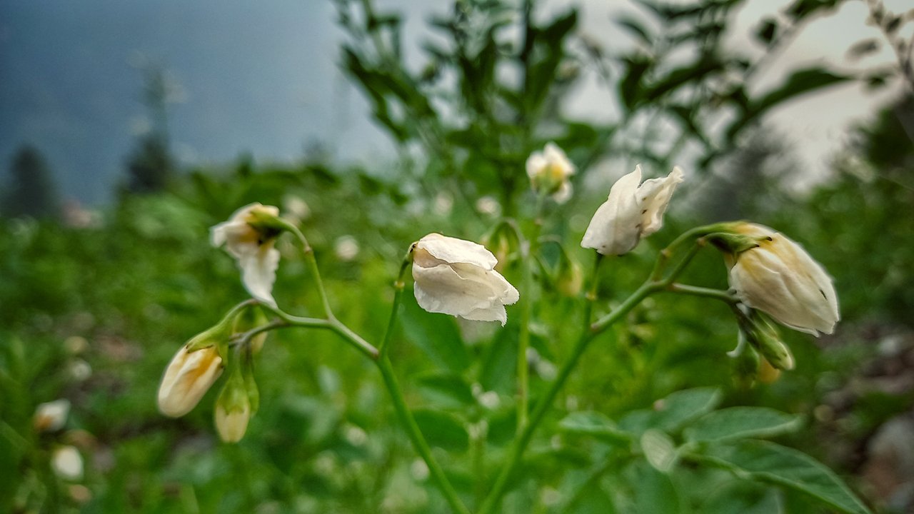 https://images.ecency.com/DQmRNrKA9MFbwDMJzVm6Gmgxv4pQD2YCtZHcTcxPjXQwnon/1751132349867.jpg