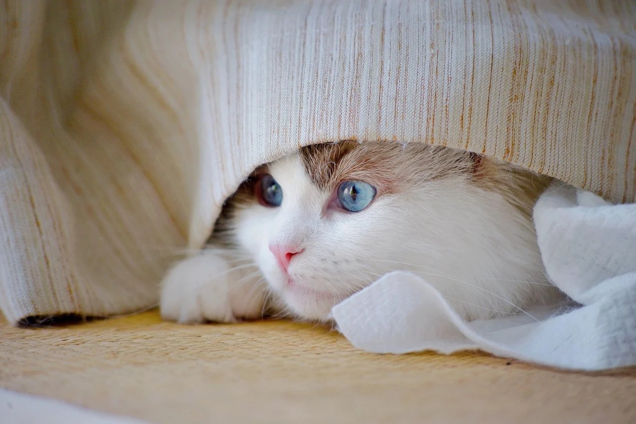 https://images.ecency.com/DQmRNskPGvQpjkHqhCmGDZM1q6r89CfBJUYs1BKAxFUbg5e/1754226734708.jpg