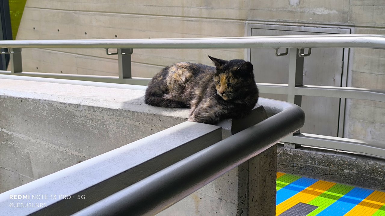 Phone Photography Contest 63 | A Cat Break