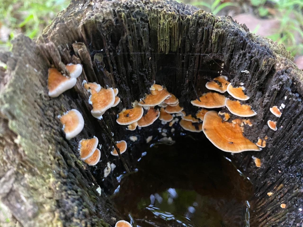 https://images.ecency.com/DQmRS6ZMuWA4MpfYczE5KTuZMB4KzpihLjKpKb126gipDX9/1000240661.jpg
