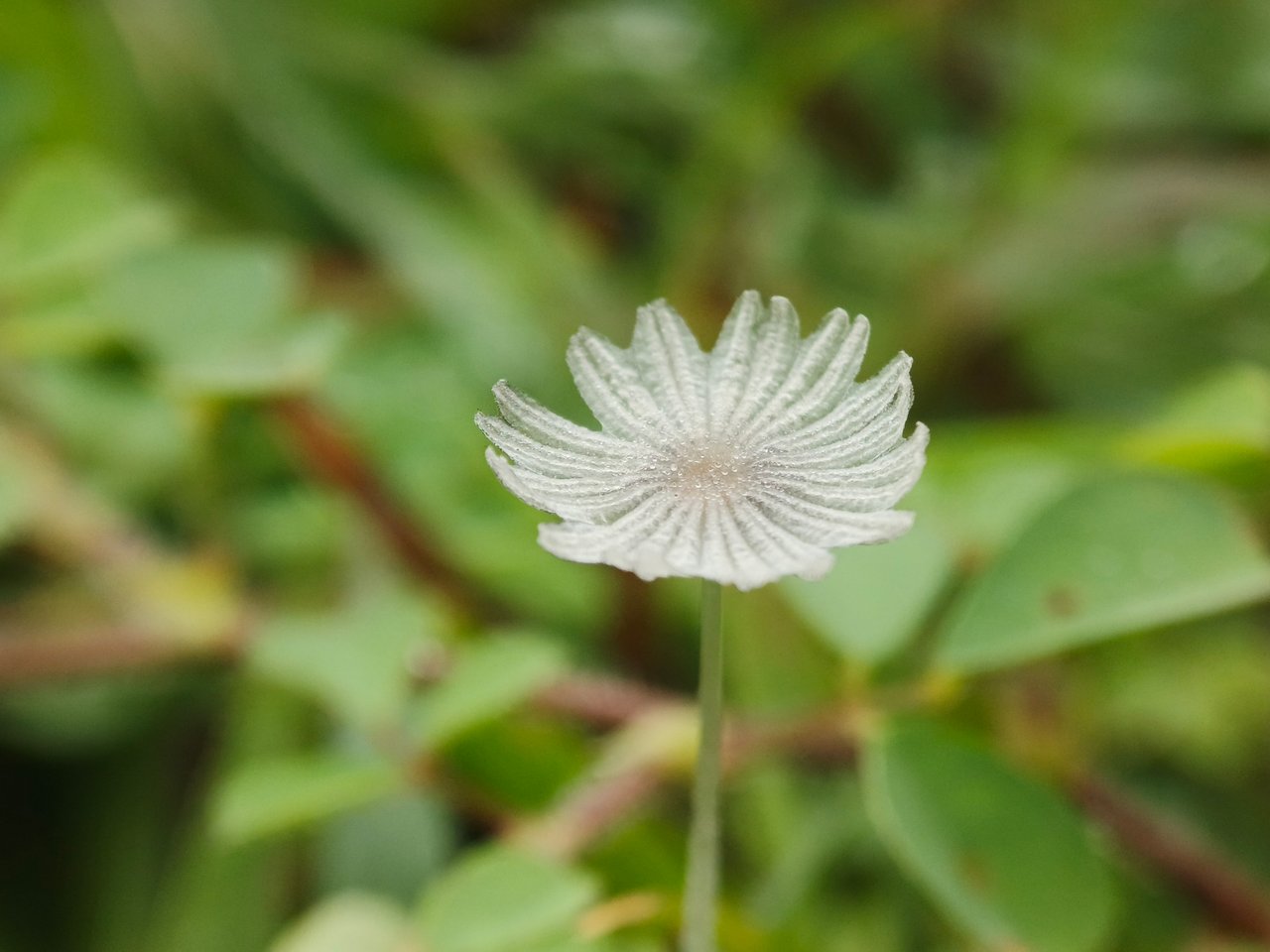 https://images.ecency.com/DQmRSqVQqBRayzVW2sfPFUZBeECUvpMmGcwjrdYPhE8sxkd/1756480304942.jpg
