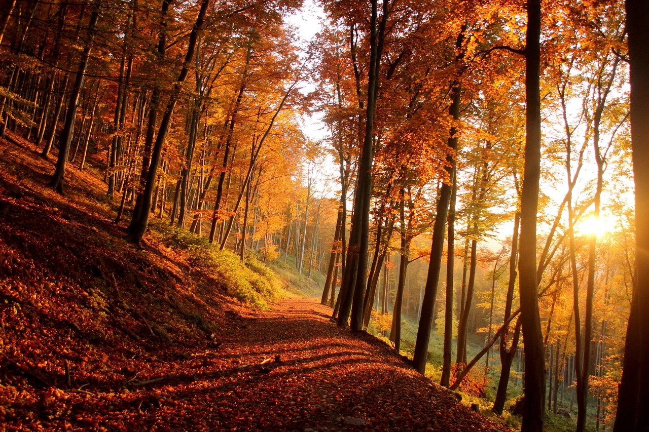 https://images.ecency.com/DQmRSuf9uwQ4vaFSWrH9CeC9QJNZ9KmENmPFUQjjjYAbzSF/photo.jpg