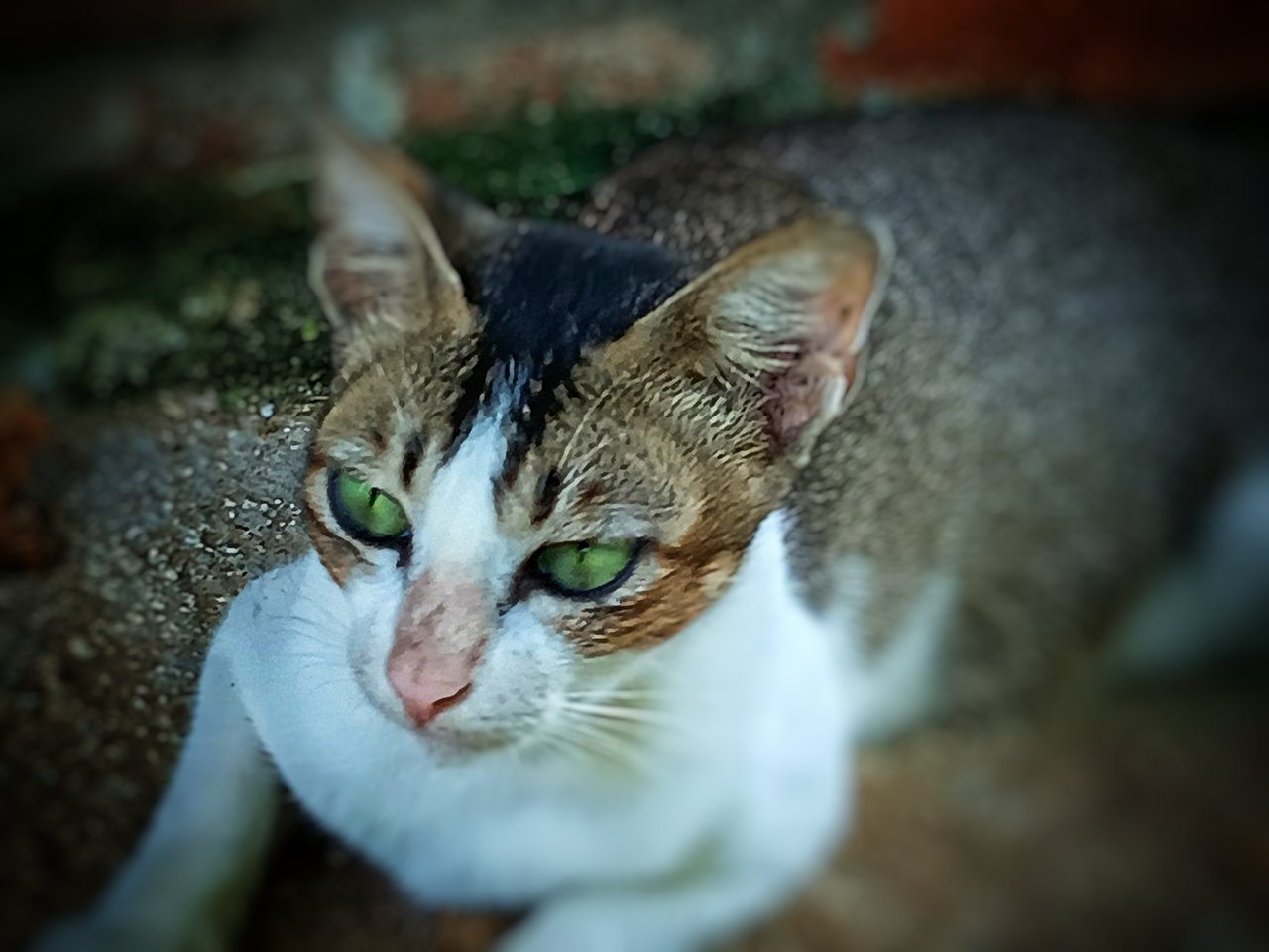 https://images.ecency.com/DQmRVXPb1stGPTuf9suGzaMMpMD5oRrxpbPyrSKwpG2ZMWW/1751877960598.jpg