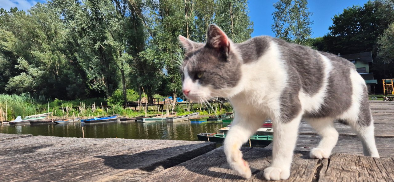 https://images.ecency.com/DQmRvM9c7xCS4RP6BGoE3kvF8WQafxtQizAnfMdhiboV8mY/1753534417343.jpg