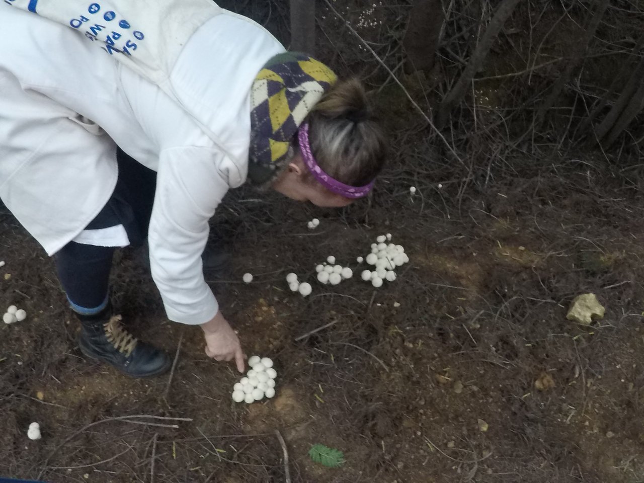 Fungi Friday - Magpie Ink cap, Pacman mushroom, Puffballs and more