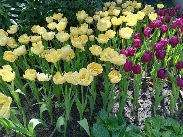 https://images.ecency.com/DQmS6B23URYqq3Y3aANsoD9o9WFxqTUkxDB4SvifHtWcbP1/tulips23.jpg