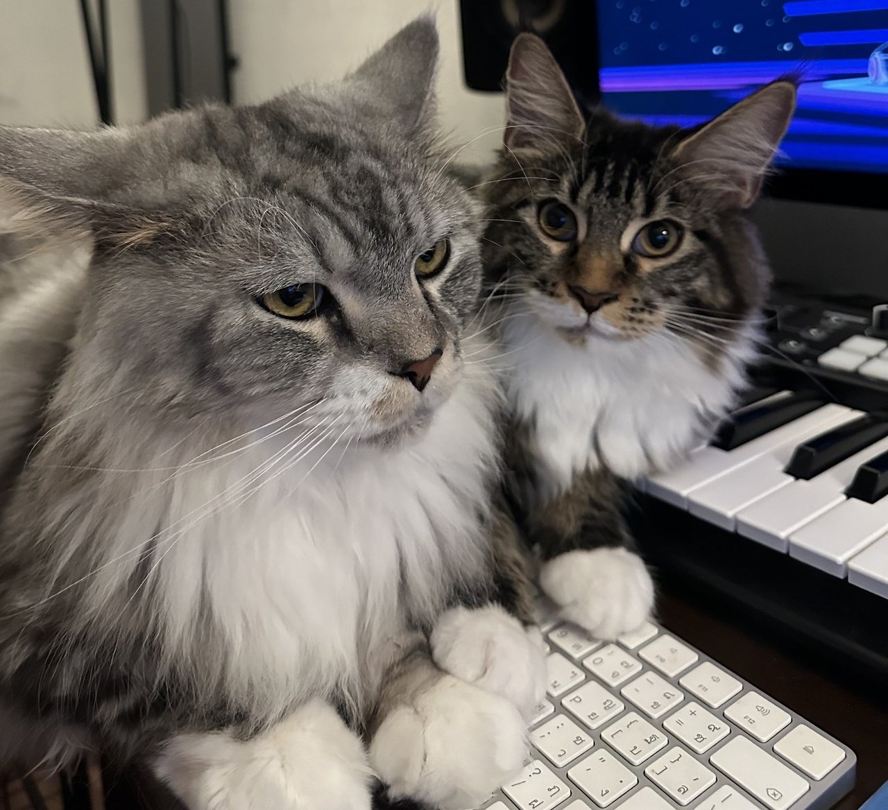 It’s said that cats have the same personality as their owners. Is this true?