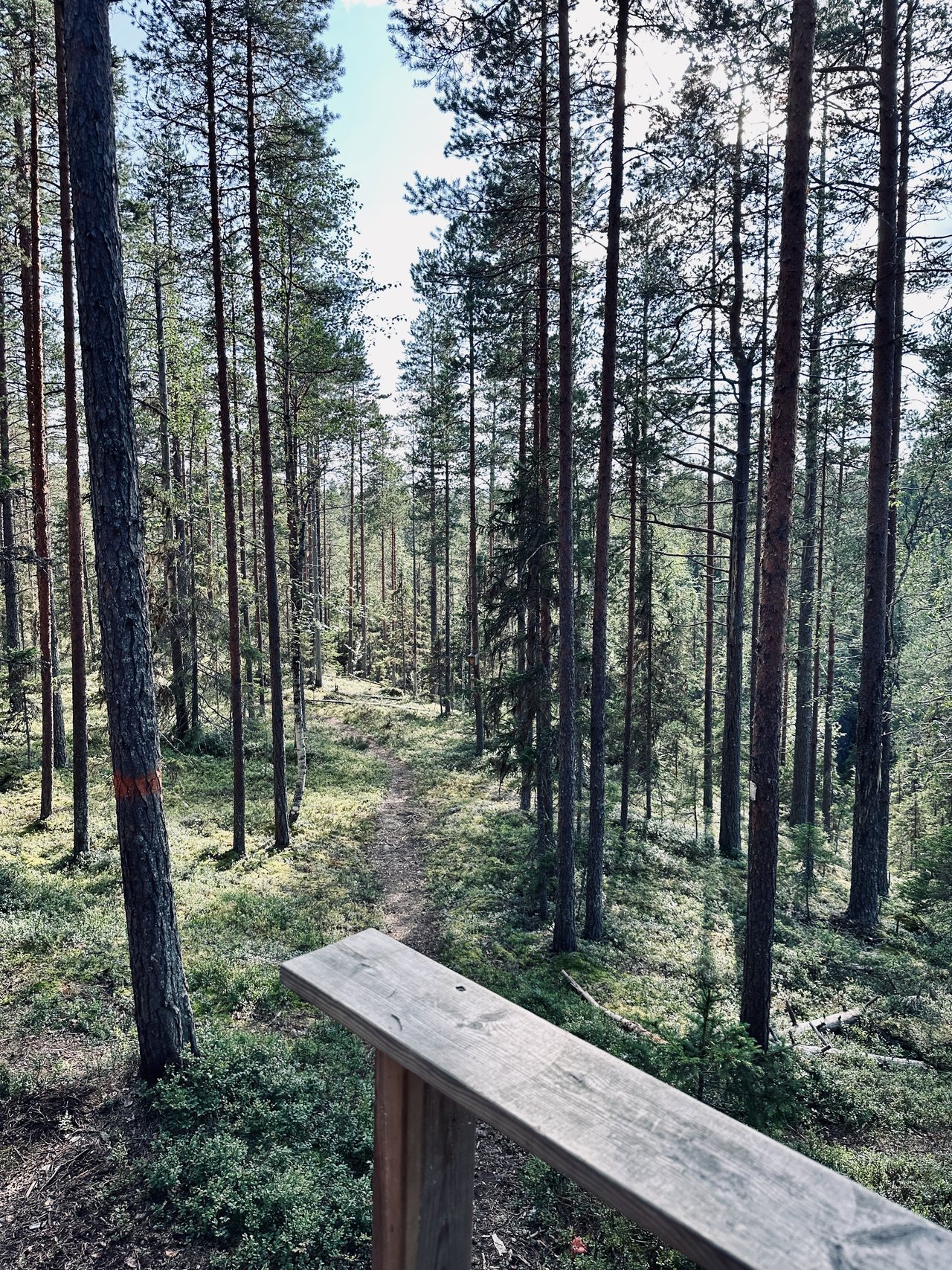 https://images.ecency.com/DQmSCxsbbENCubbAgem9HGLGrmw47po9penWt3pmo3KGLVP/img_6949.jpeg