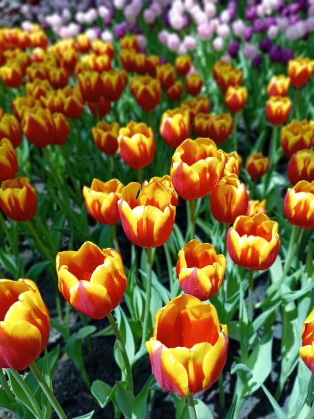 https://images.ecency.com/DQmSKGgSXbfTnoiDjV7GFuUEnyuGdpYmsphyBXTSmhqTfgg/tulips20.jpg