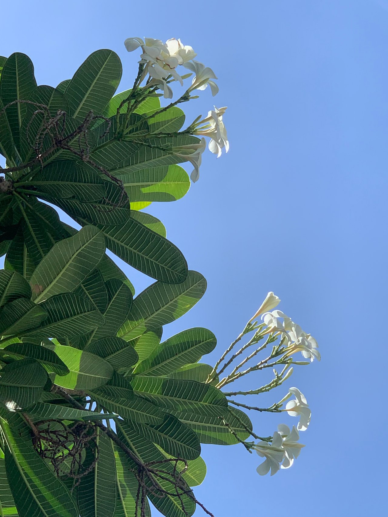 https://images.ecency.com/DQmSL5xduaSQFngYzPvXWMDRyoHd29SYQZcyagB2RCa944L/flower1.jpg