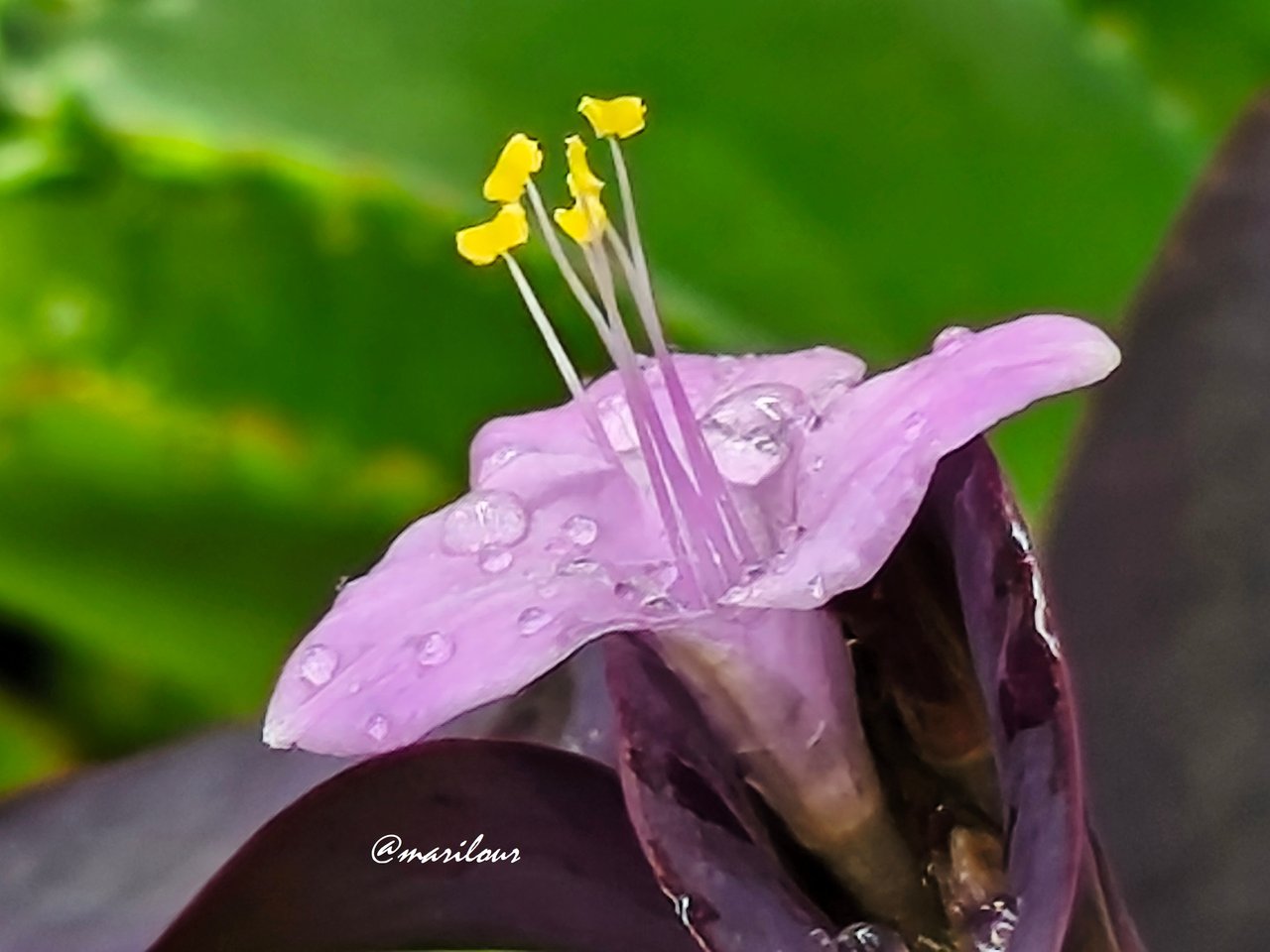 https://images.ecency.com/DQmSLpbymYbL1Y74WVKz4sekmLCbb9DtLmEopX1aiU74AH8/1000106427.jpg