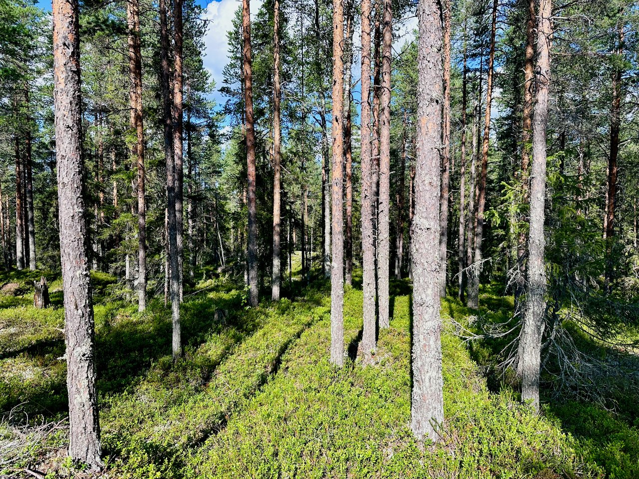 https://images.ecency.com/DQmSNQJ61DZSaF6xDbjuvV1xsxNrHrPbeRGJm26uJNucxPS/img_6745.jpeg