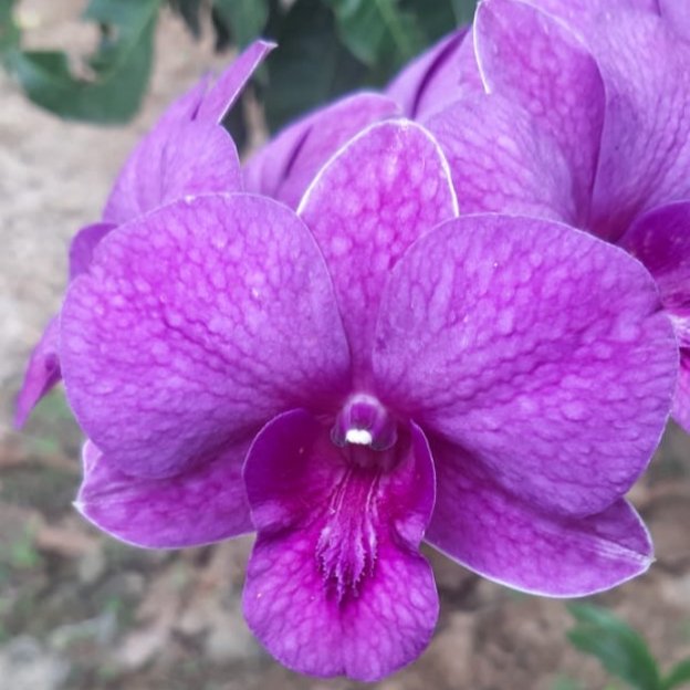 https://images.ecency.com/DQmSNbAChwrGqyqJUBZudQaWTJDgS5bGxwn8wR9FoYkhxjP/1755049182631.jpg