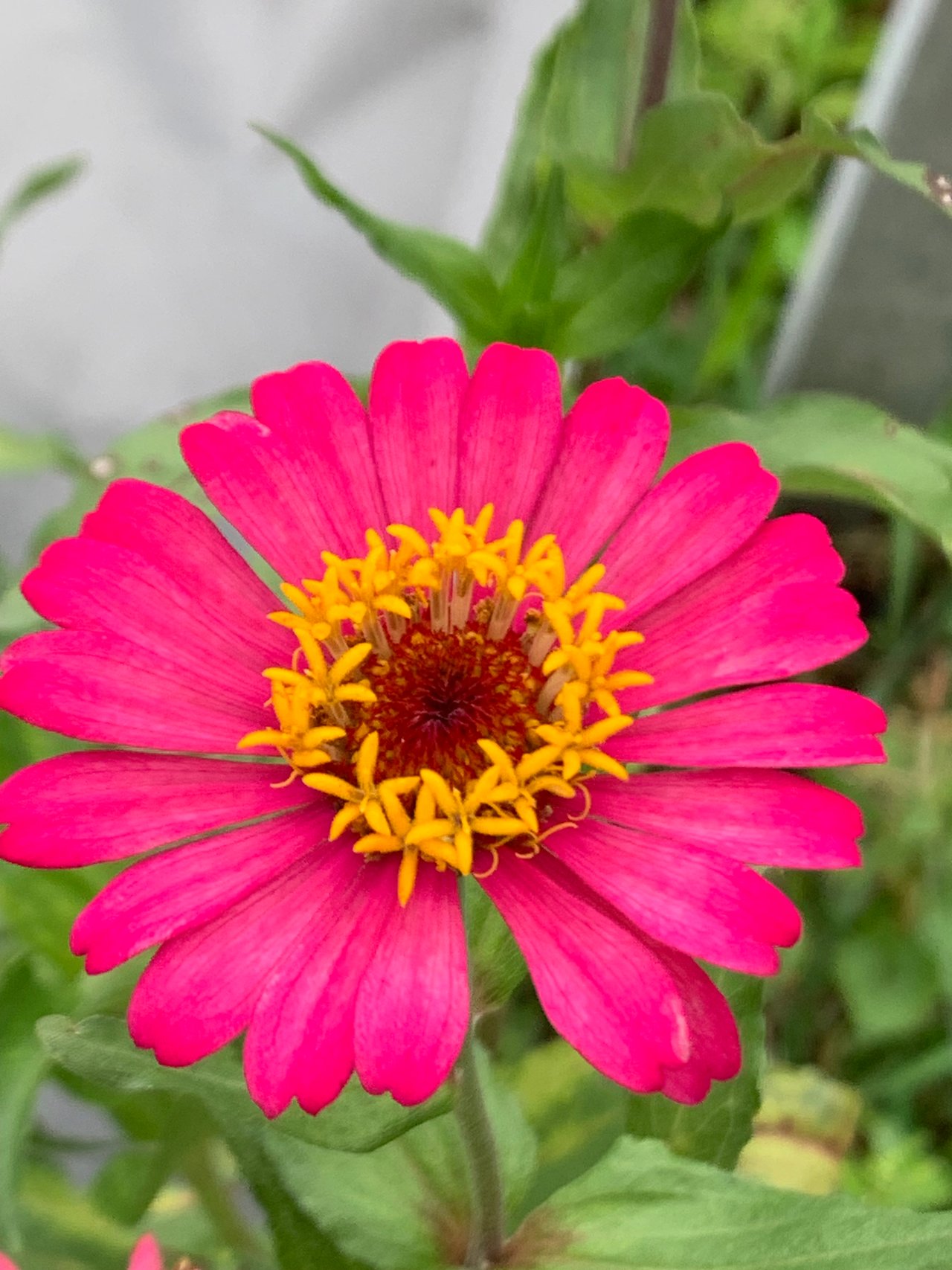 https://images.ecency.com/DQmSPV1jirZRmDGdMi5CA37XMjx9rucsdZfRatKGNGCYXxx/nature107.jpg