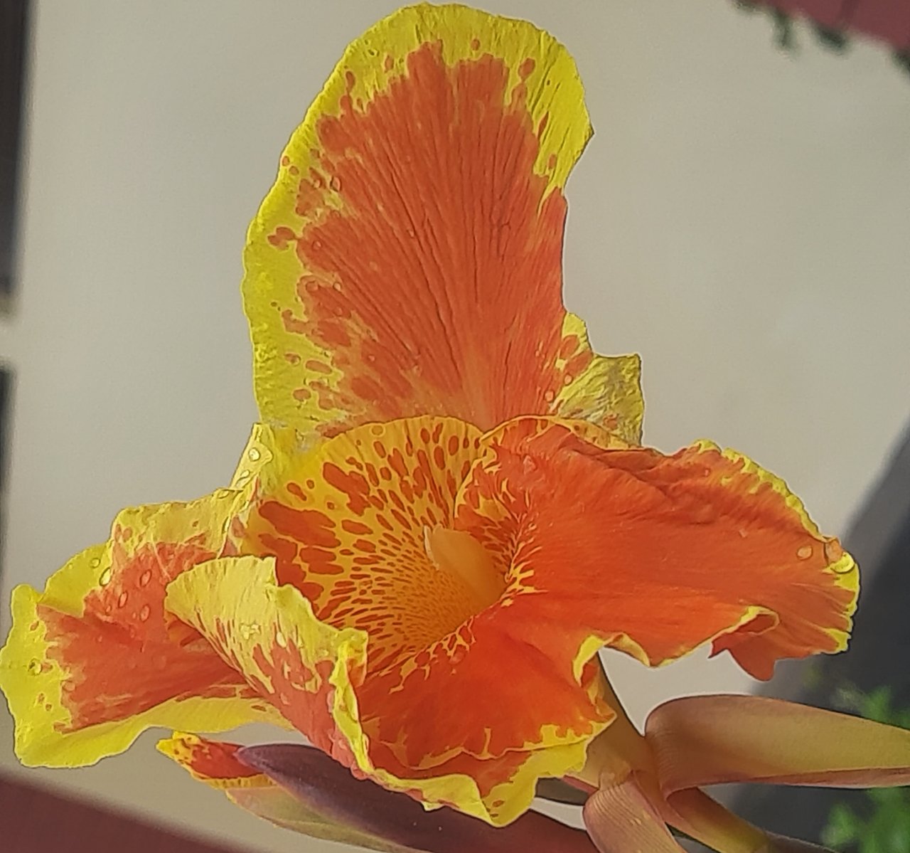 https://images.ecency.com/DQmSVBXeQyChvYFXfv2knXRKJ9tzK7apbdAiXSCFmcYBGyD/20250626_132557.jpg