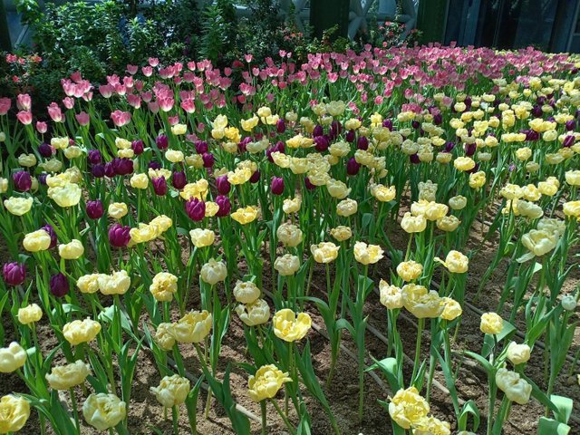 https://images.ecency.com/DQmSVBdhdcgfrucMEJh87CmRWSkP2H3tXaeEyHJDmeWEoLW/tulips1.jpg