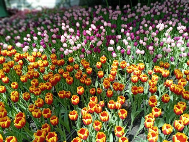 https://images.ecency.com/DQmSYPmCEEibKZRJqDYRm5tbak3HAEoqVuVkLuH2CqNjHhB/tulips12.jpg