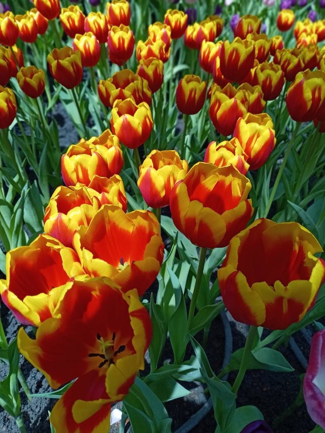 https://images.ecency.com/DQmSZZUMZ3FQ8yhL3XMpa3VuLWe5YTsEaNNpaU4JwkBSZup/tulips6.jpg