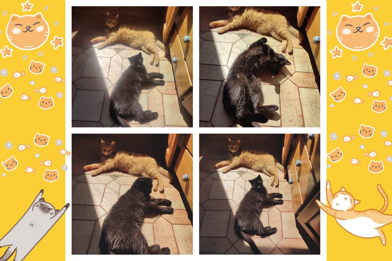 Even our feline friends suffer from the heat. (ENG/ESP)