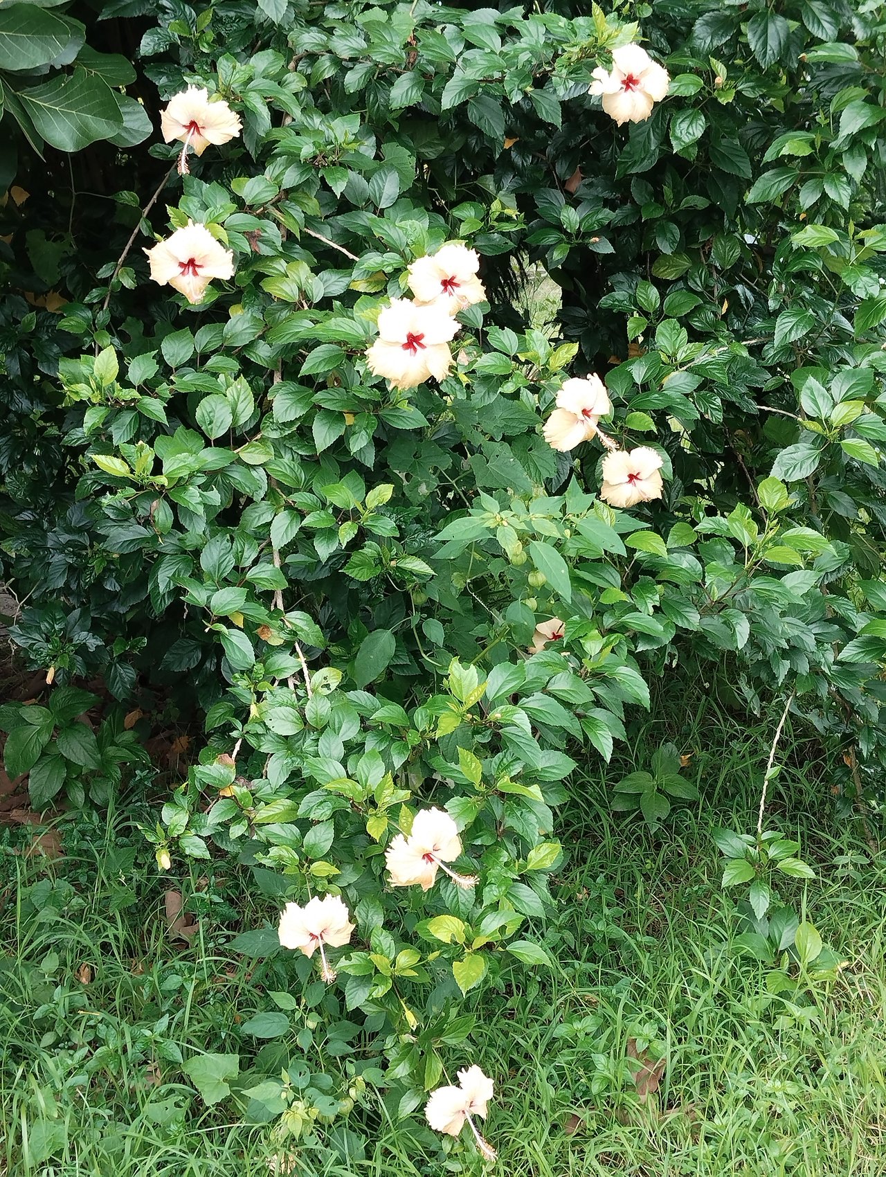 https://images.ecency.com/DQmSgCquHe5no4de74mCapPYXEqVrRx6jMKX7vodaoY2C8B/1754456523871.jpg