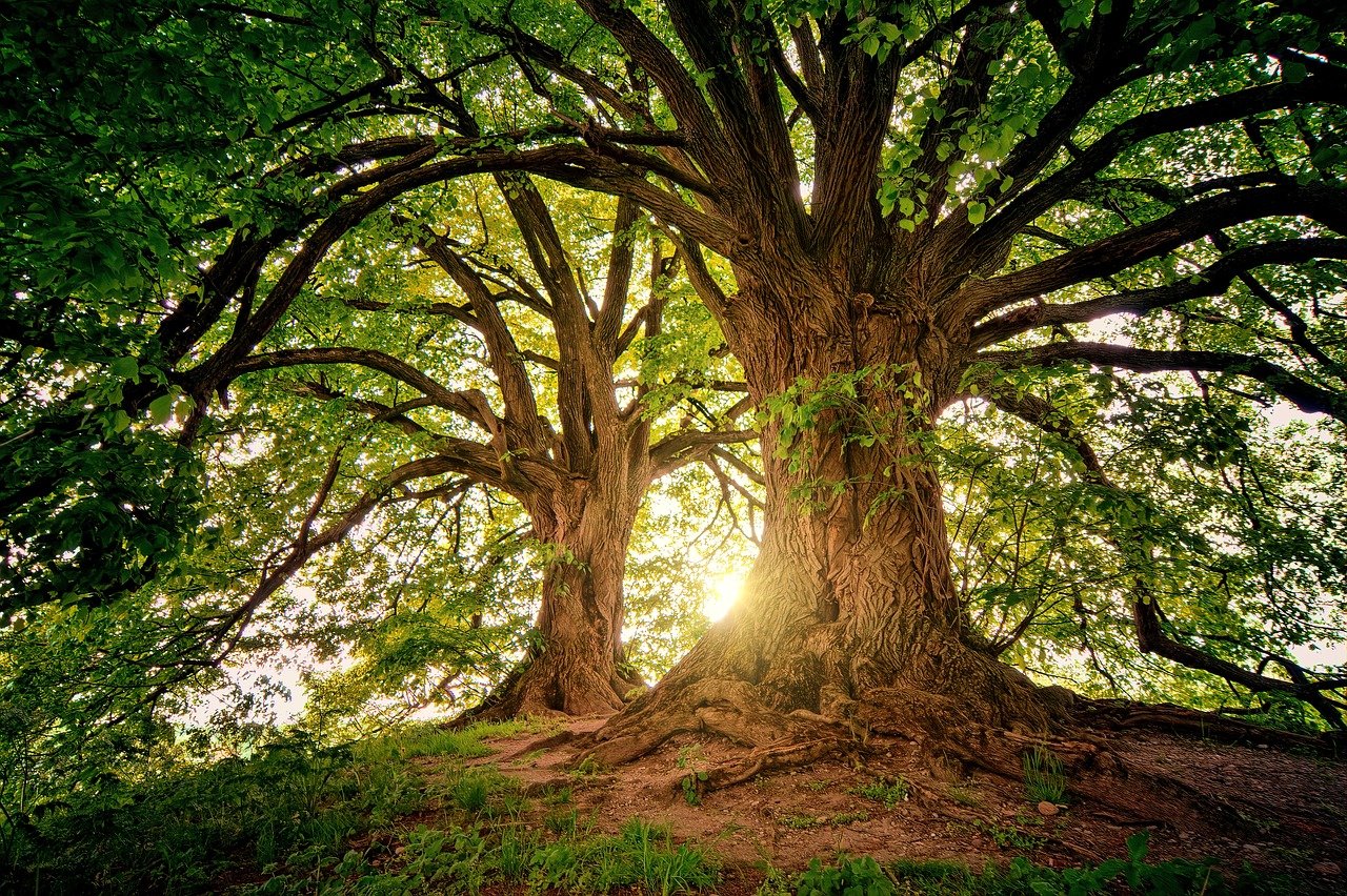 https://images.ecency.com/DQmSn7FJcCyT211G5XoG2z6XRx2M5Cp2NKwfwLG9nva9jeX/trees_3822149_1280.jpg