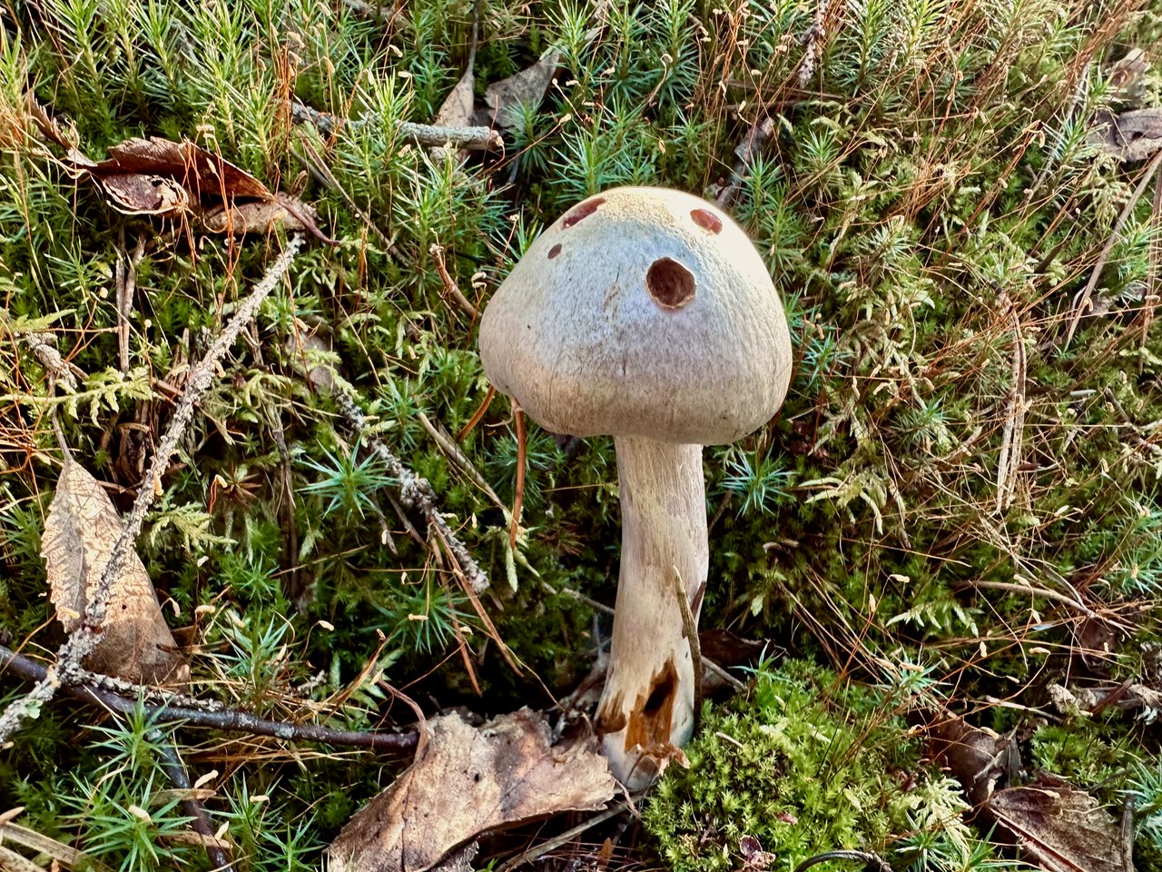 https://images.ecency.com/DQmSqb56YauBm669nf926EMR7TgfxHMZHfABVZHMMm8zEu1/img_6987.jpeg