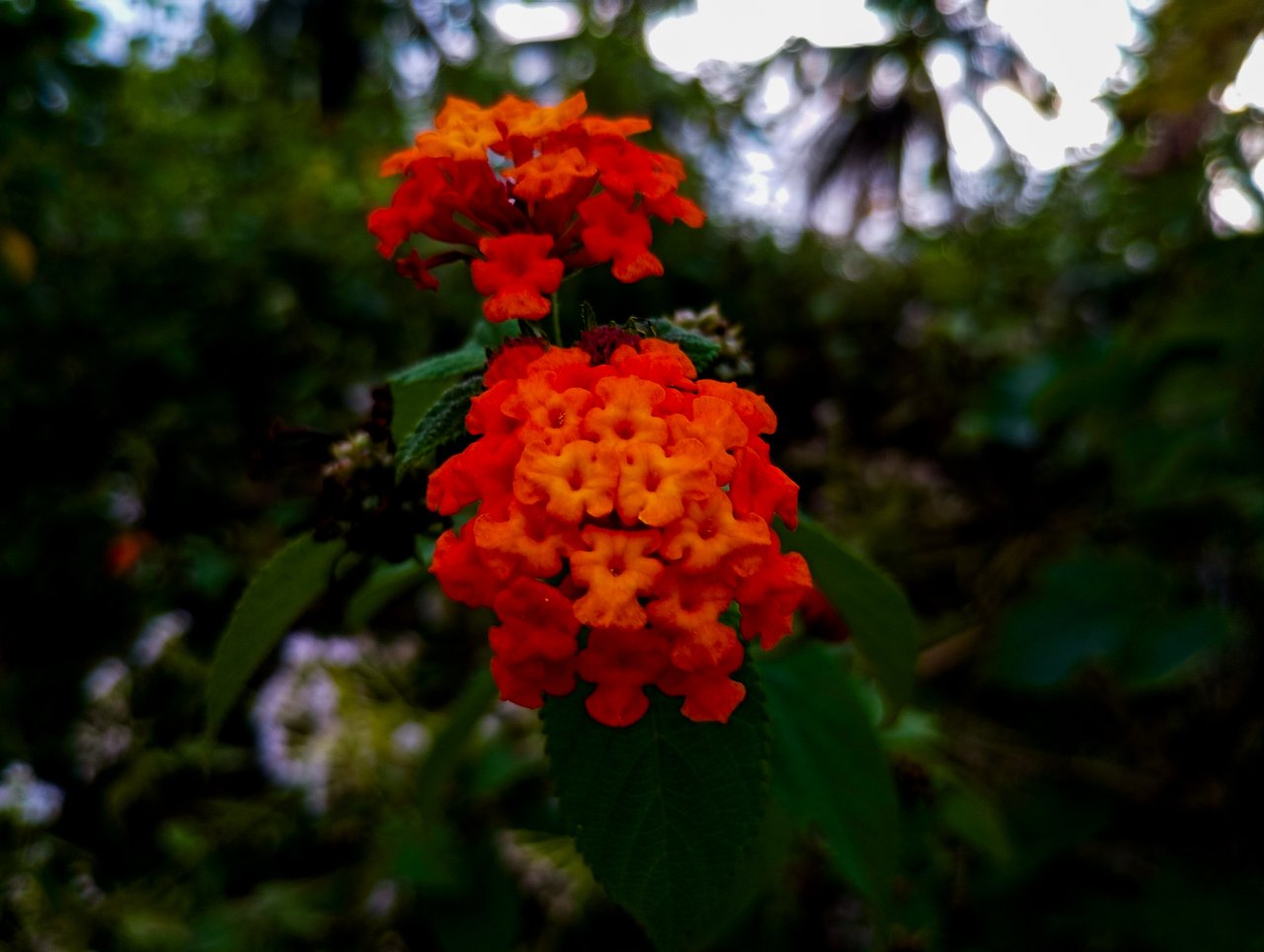 https://images.ecency.com/DQmSstqraiUVW9Mv8nmGnT5yF2hEoVEAehdLkbtLFnDKxL1/1000692526.jpg