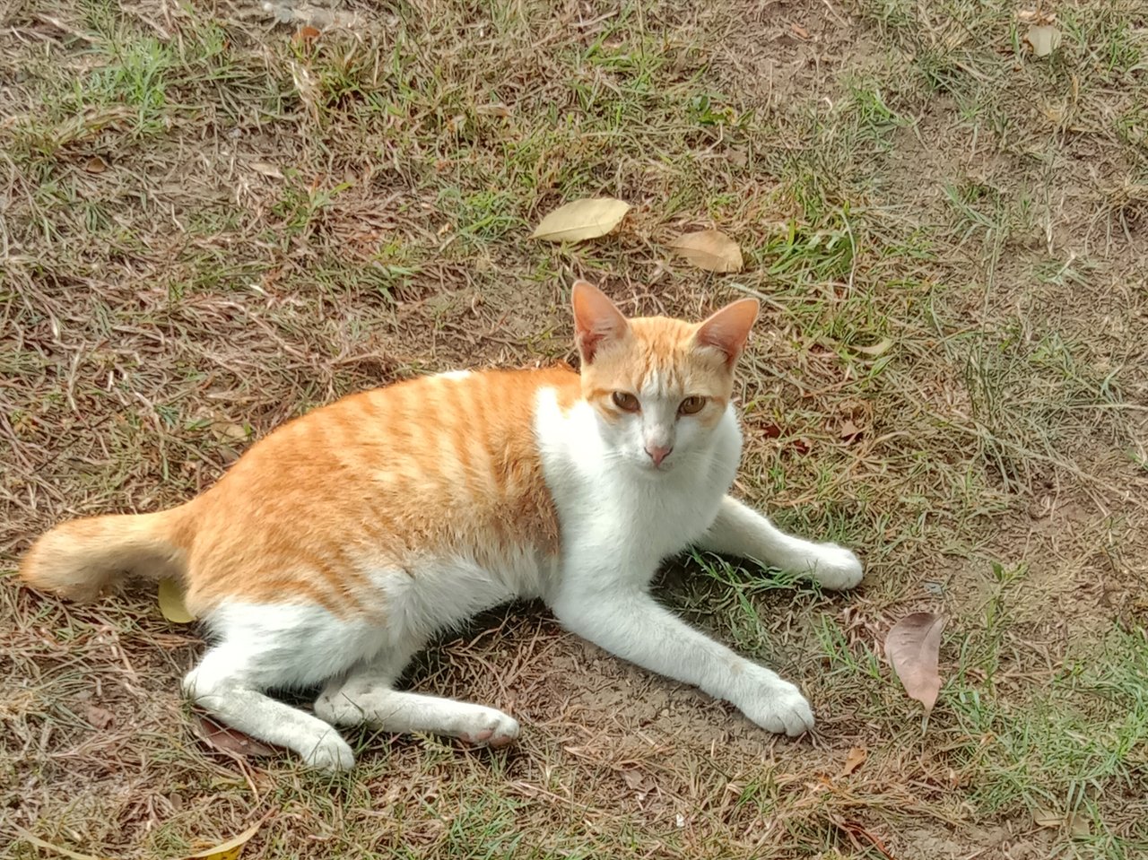 https://images.ecency.com/DQmT5QbzuFPk5rZ4CHfJBGQEHMXiuv6vFboQHbALwrS3izC/1754067912505.jpg