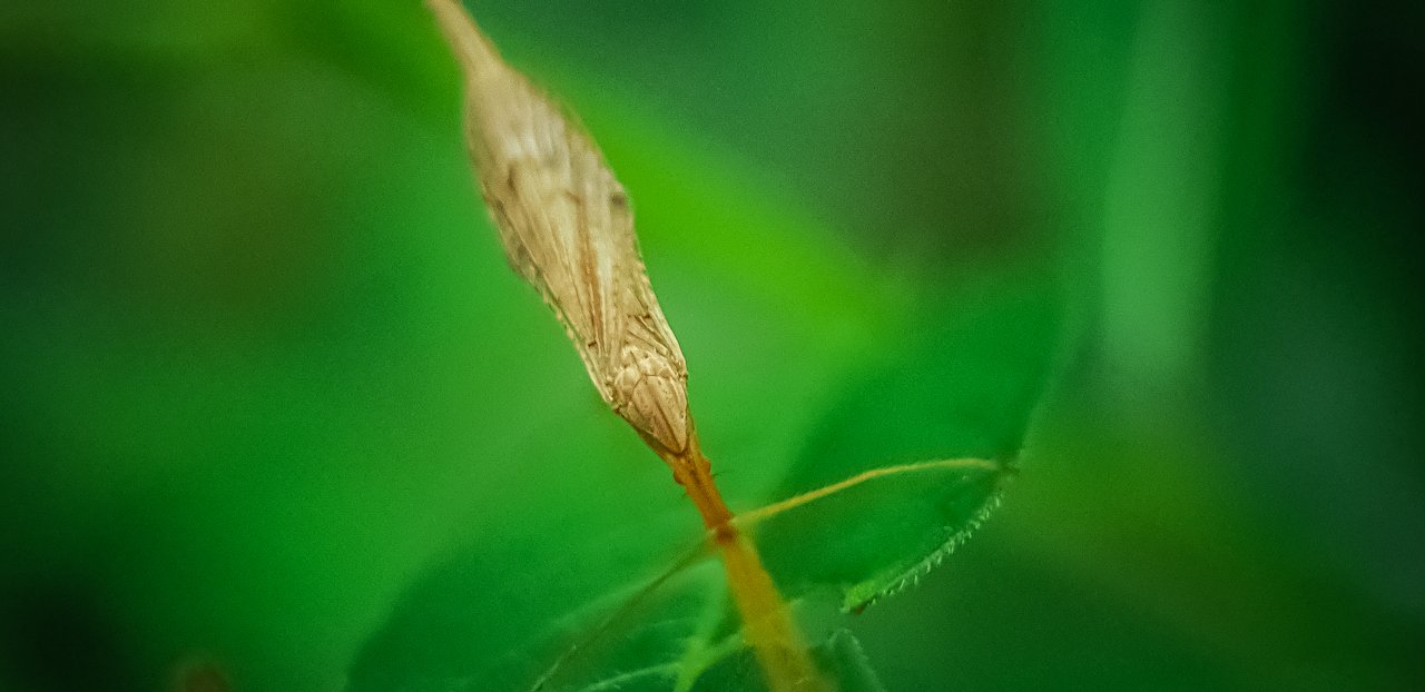 https://images.ecency.com/DQmT5SE1i965cuBkqw6Pjhm95MpKEjNVhpM1EuNyK6ZFPiW/img_0.6212907177413316.jpg