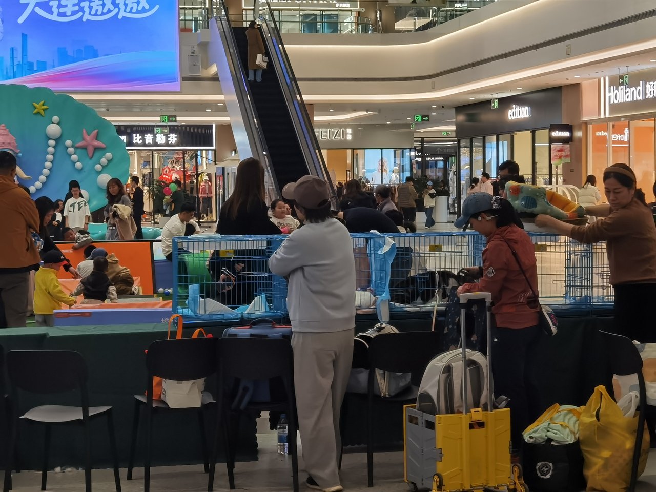 有意义的宠物领养