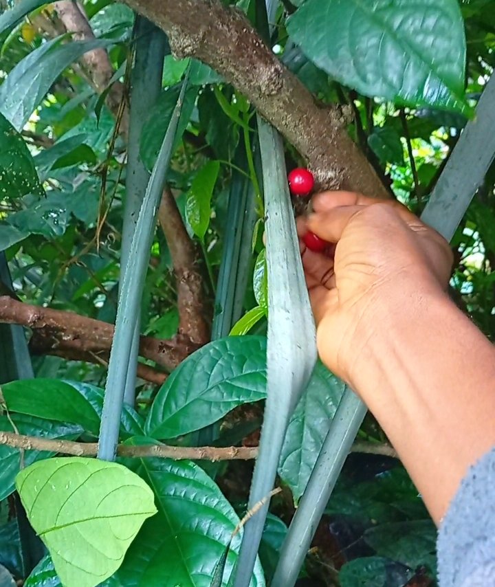 Picking Bush Cherries. 🍒