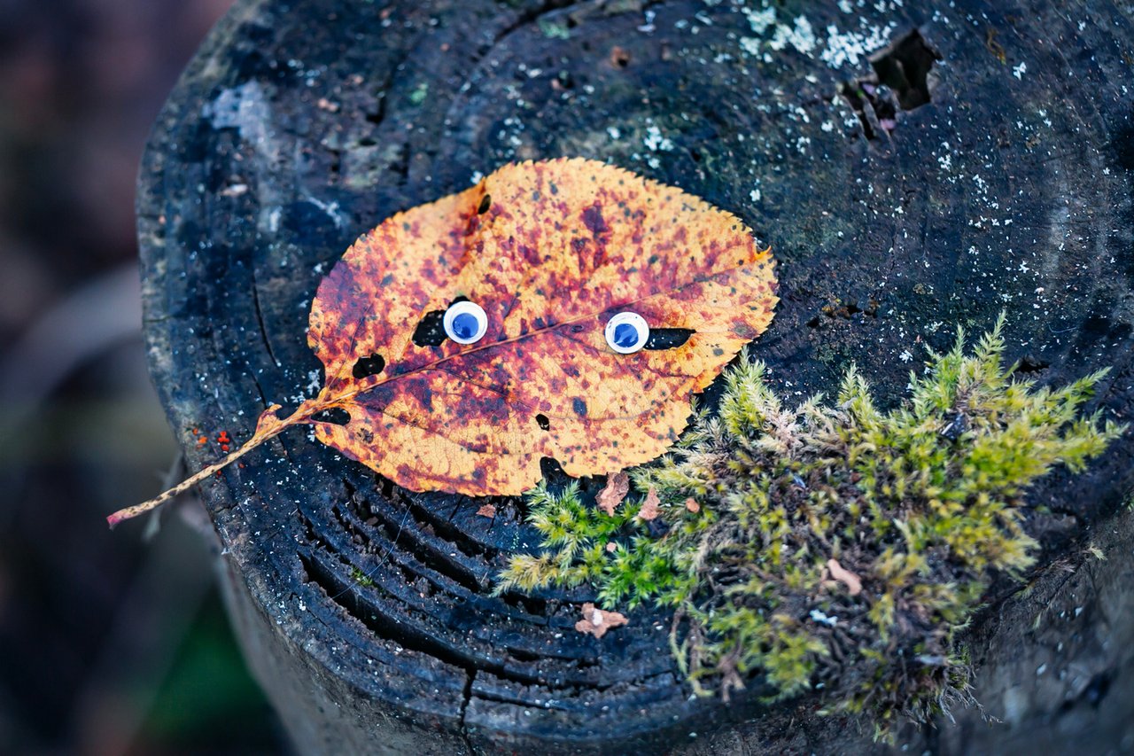 https://images.ecency.com/DQmTG6bcJaLsNJU8qMgofFhVoFMX2RGD24WS2pPaYmnFXbE/2024_oct_1043w_h.jpg