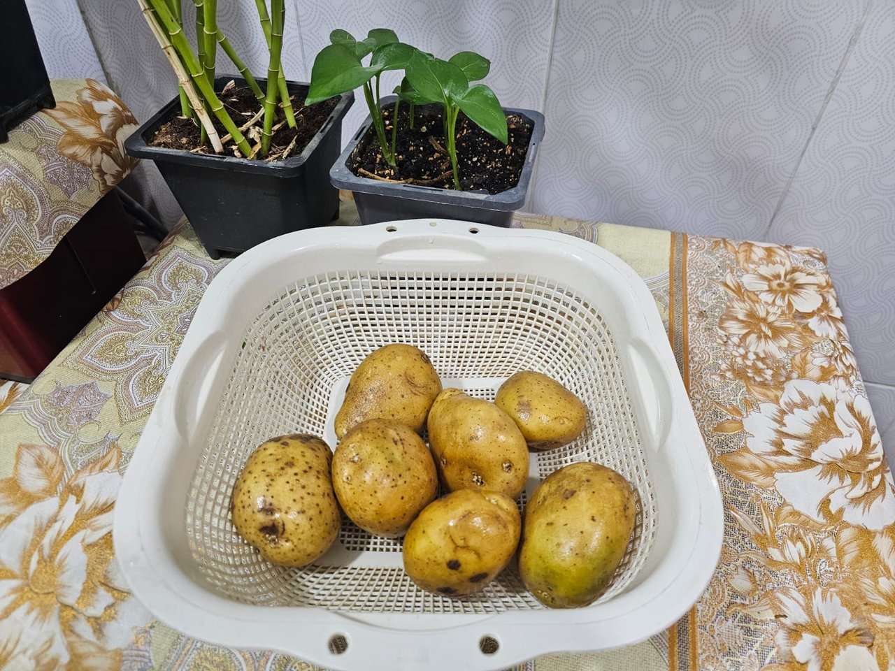 https://images.ecency.com/DQmTGitEUBSQMavbPJNmsxLhJ1avT62yyVT2DP9fxrT9vHr/1730782498626.jpg