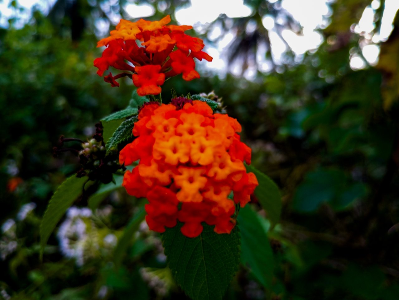 https://images.ecency.com/DQmTHmd3XXbNyx8hjx1Tit4qKjA1kbDCvk9CPbG4qqyBySH/1000692528.jpg