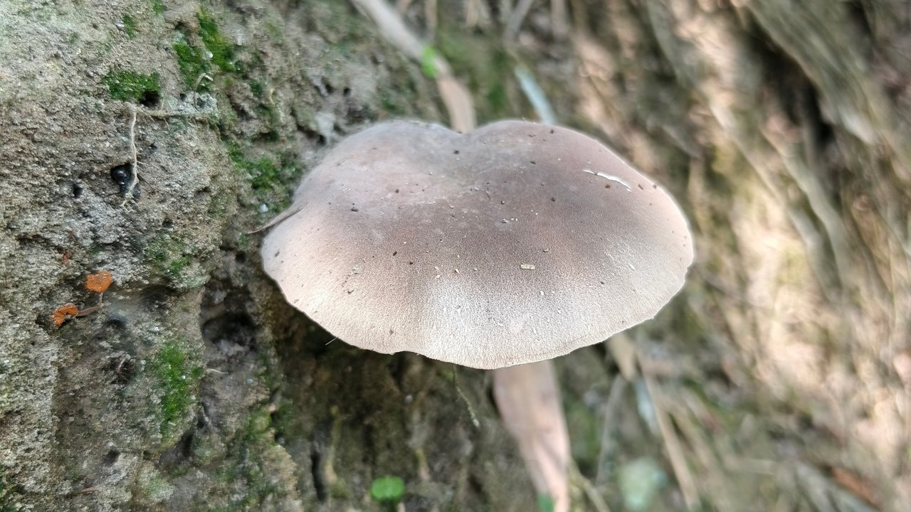 https://images.ecency.com/DQmTLQbxwvAJJtxGTaiA8DevJcpBM5zN781zQJzHQXTQCdK/1753248562291.jpg