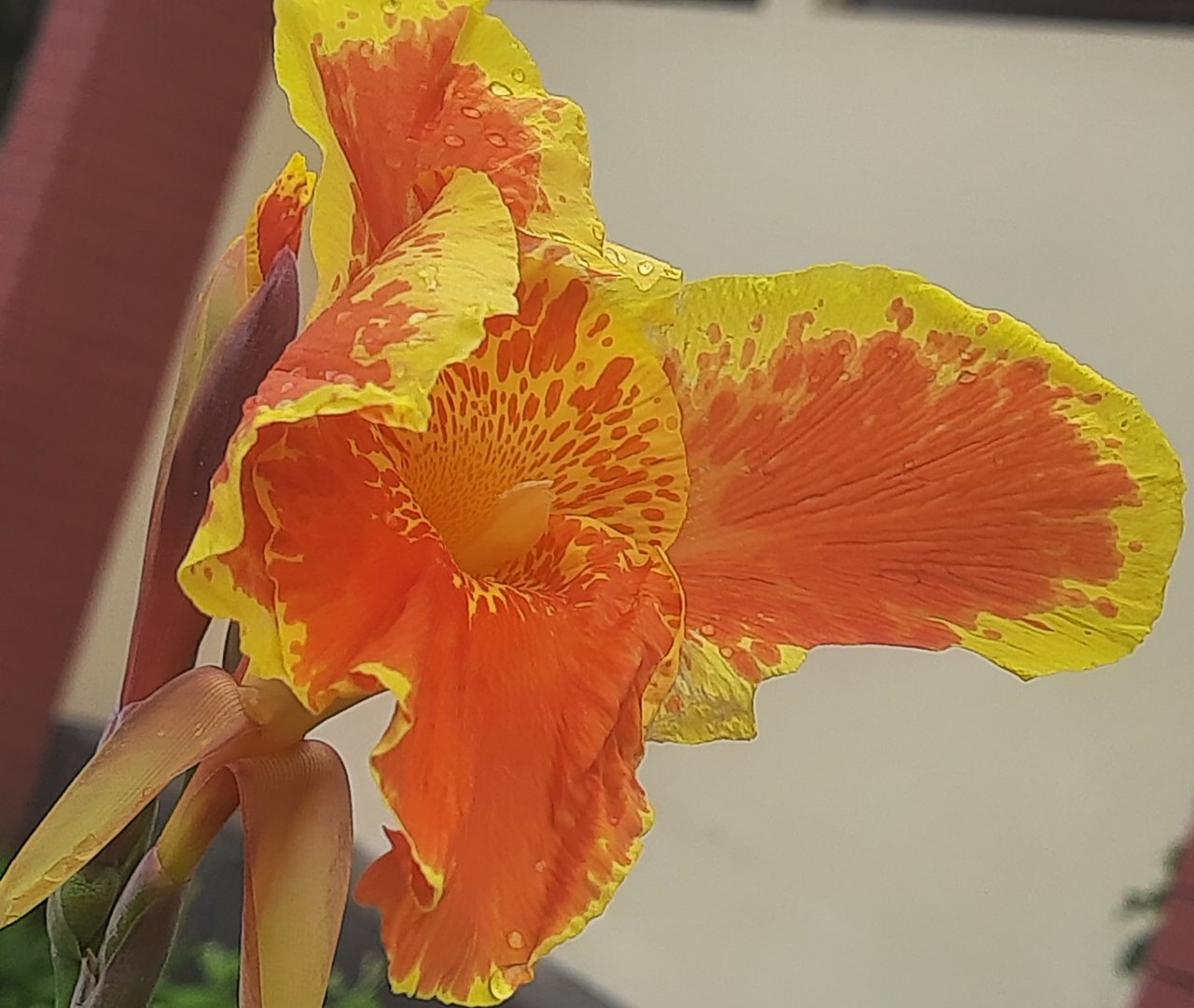 https://images.ecency.com/DQmTY6DUYcvnLTSdk7uSrqLfG8rE9YWBHY29LYJpVjGMeqe/20250626_132556.jpg