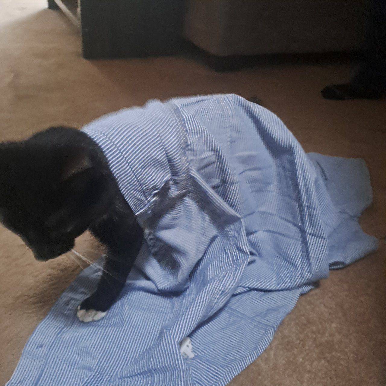 The 'Cheer Up' Cat Post - Furry Madness (Photo & Video)