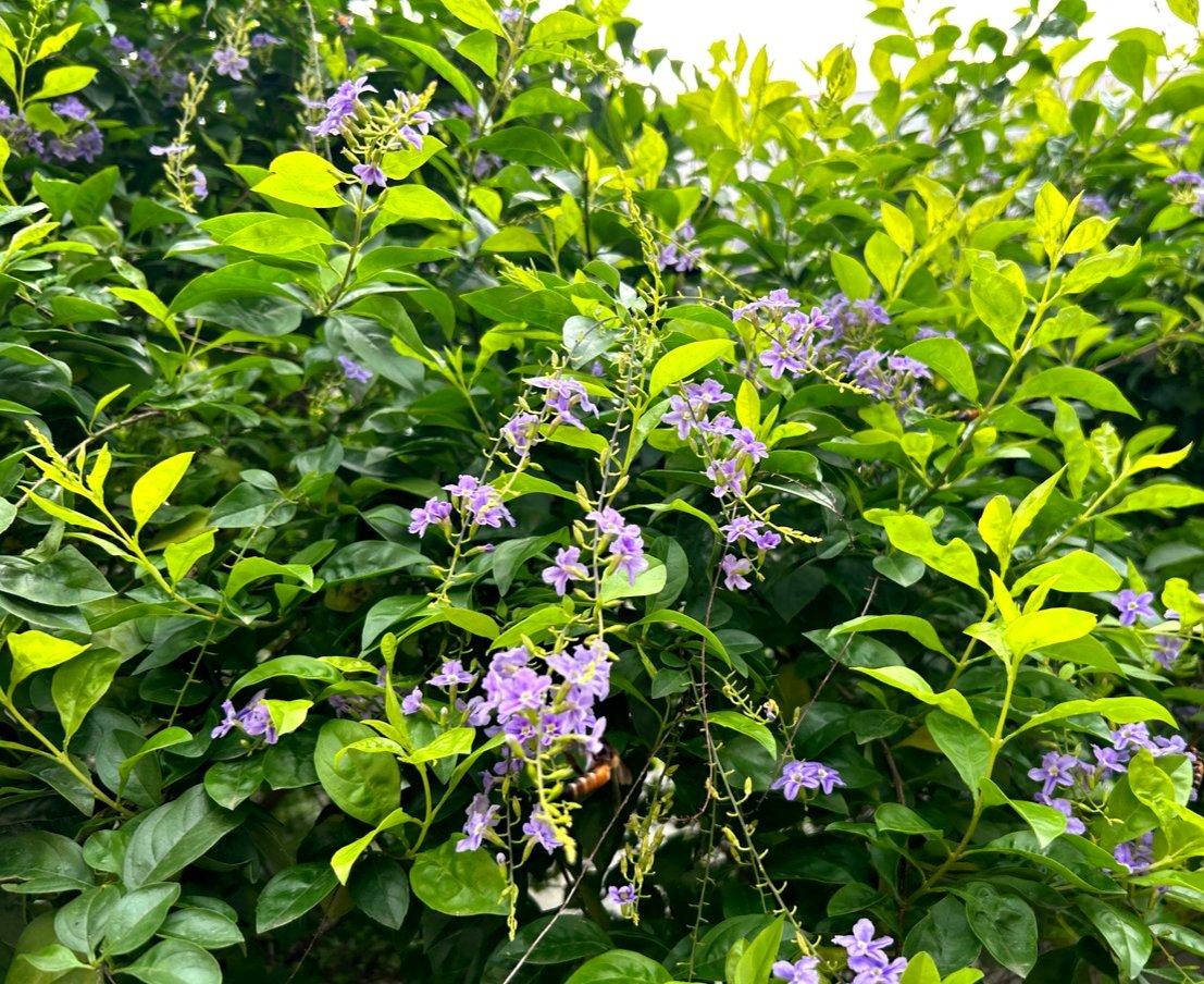 https://images.ecency.com/DQmTmPTZrruJCUgzWaM7meQvnmRviuCD2vwoKsTxF7skaB6/20240928_112735.jpg