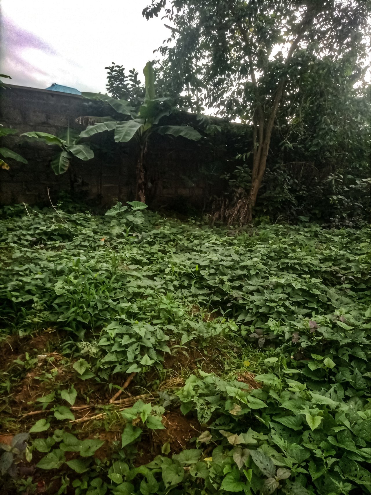 https://images.ecency.com/DQmTygBAmDpowZMHiazWEhypmLQeKuYg3bWhB4ySPqKBAQS/1754051393907.jpg