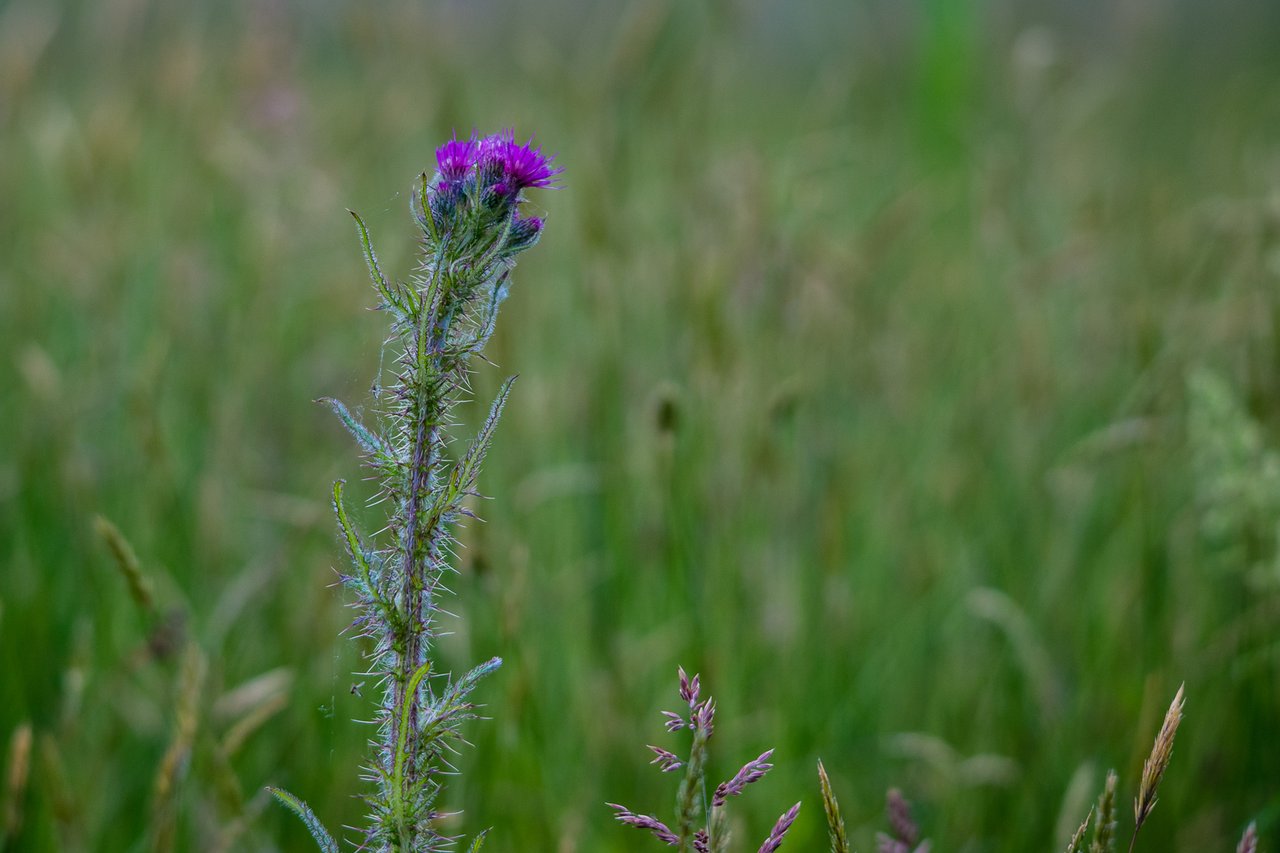 https://images.ecency.com/DQmU735VJ9PyE4DXw8FzdWpVffdvXr5C5sUmWqEM55BLtjv/30mei2025_05962.jpg