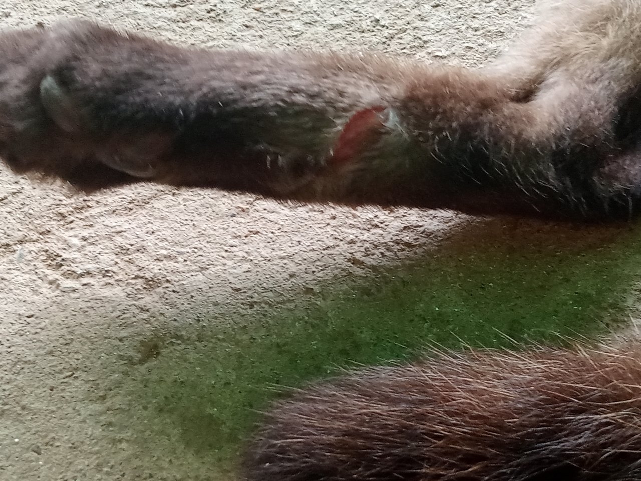 Putting some healing cream on our pet (Cat🐱) since he has a wound on one of his hind legs//Colocando un poco de crema cicatrizante a nuestra mascota (Gato🐱) ya qué tiene una herida en una de sus patas traseras 