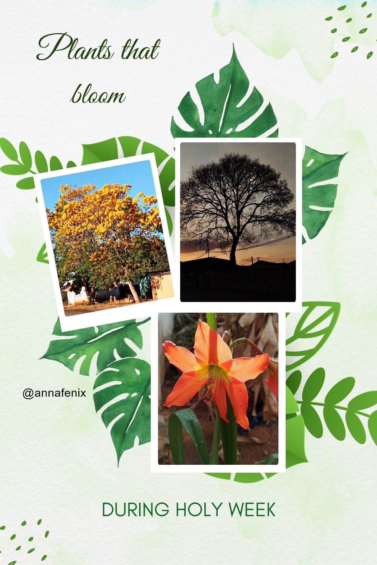 https://images.ecency.com/DQmU8RHyb66pSQjSqw1HNNcnAbp7fmrzF8UP14oBmJBQUNo/green_minimalist_nature_photo_collage.jpg