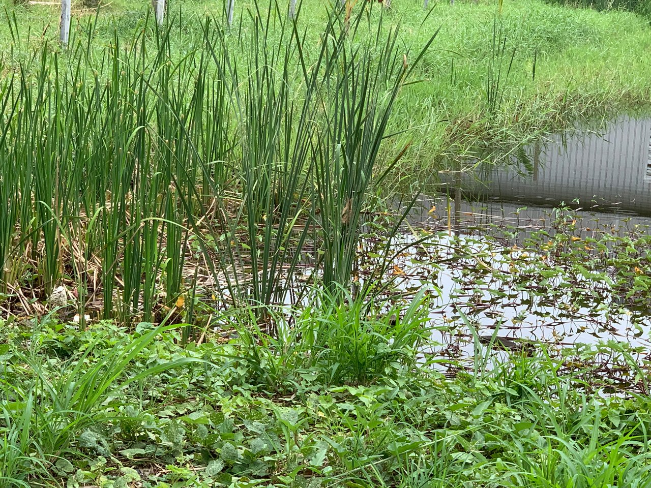https://images.ecency.com/DQmUDmyXi2eo6qs1TMKL3Kr7uB9eKdL8t4MwCTrXmvusMpd/nature102.jpg