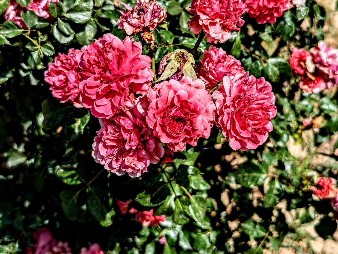 https://images.ecency.com/DQmUFRmypzfx8rkqsdt4JrXjWmEyYwF3afeXesnzg3PJhm7/1746383262468.jpg