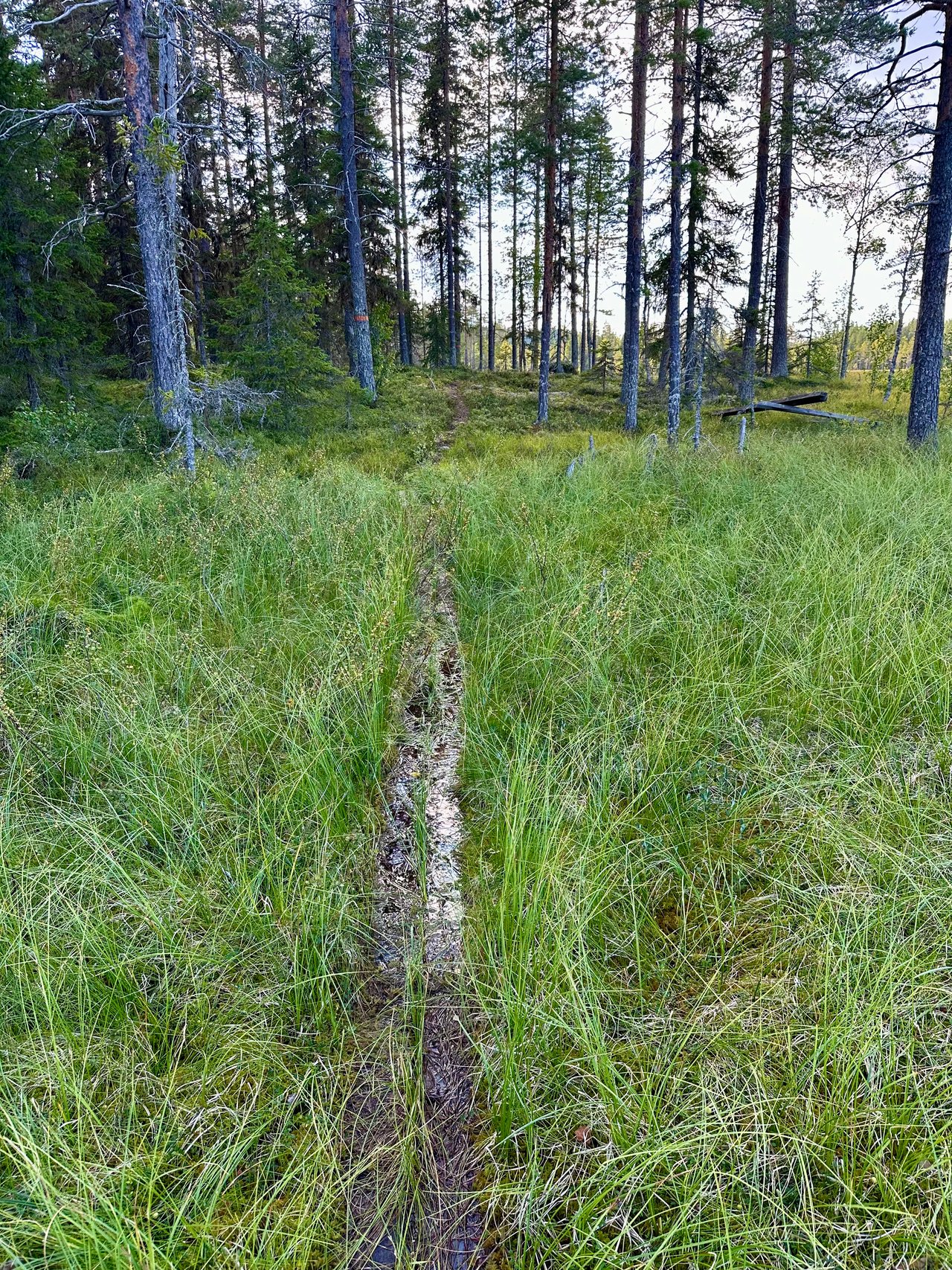 https://images.ecency.com/DQmUQDQXrmHY62GywagRKr1RNVKjikERaWEZ4PujSGcWPDG/img_6904.jpeg